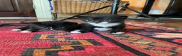Mixed Breed cats for sale: black and white kittens for sale  - Advert 3
