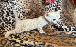 Bengal cats for sale: Outstanding Bengal kittens European Champion sire! - Image 9