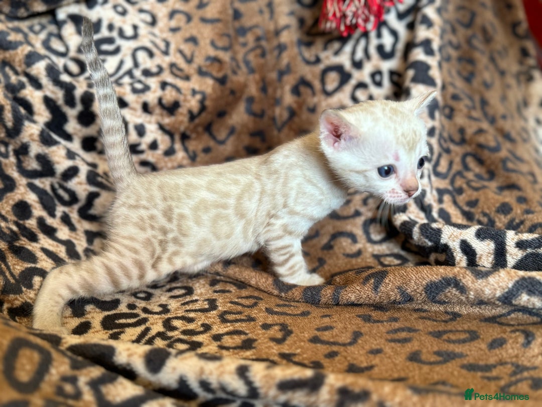 Bengal cats for sale: Outstanding Bengal kittens European Champion sire! - Image 9