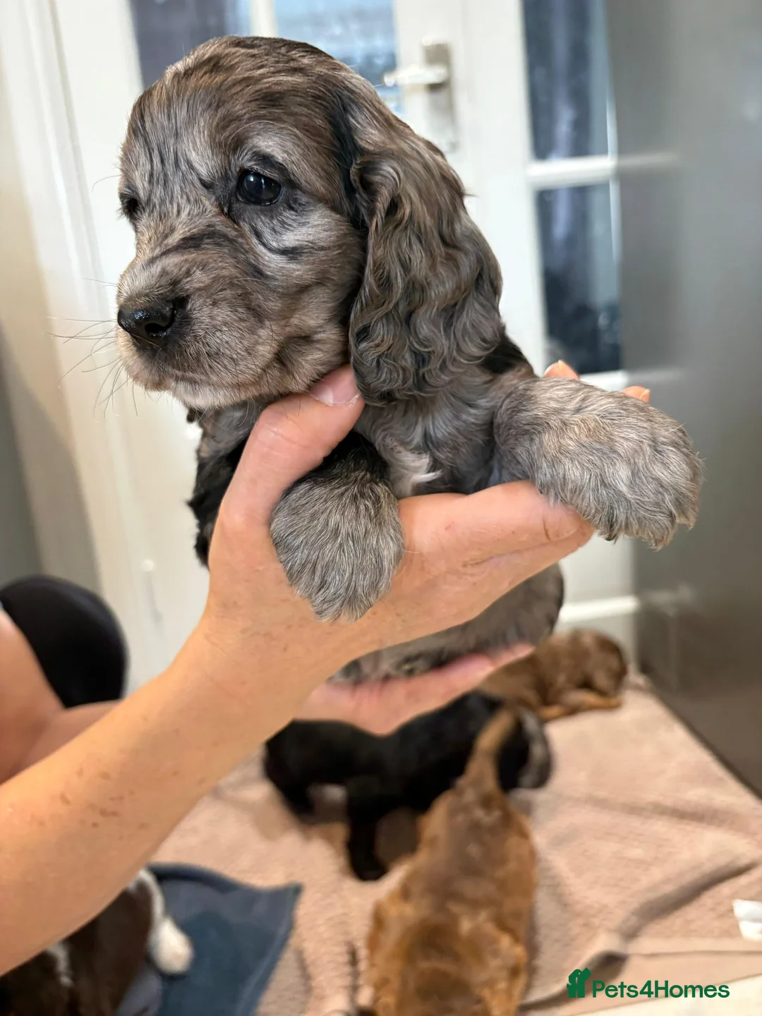 Cocker Spaniel dogs for sale: 100% Pedigree full show type DNA health tested  in Worksop - Advert 24