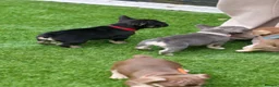 French Bulldog dogs for sale: French bull dog puppies  - Advert 7