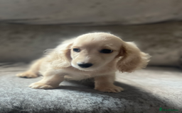 Dachshund dogs for sale: cream KC long haired miniature dachshunds for sale - Image 10