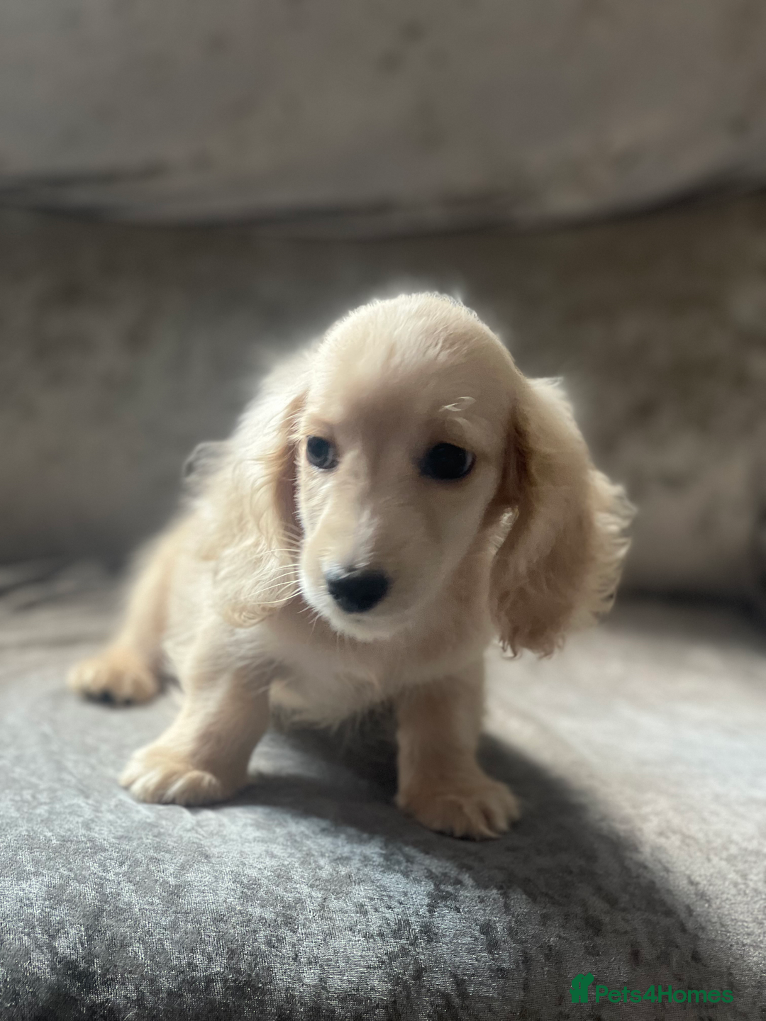 Dachshund dogs for sale: cream KC long haired miniature dachshunds for sale - Image 10