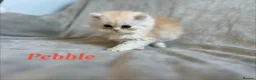 Persian cats for sale: 5 Beautiful Pure Persian Kittens - Advert 7