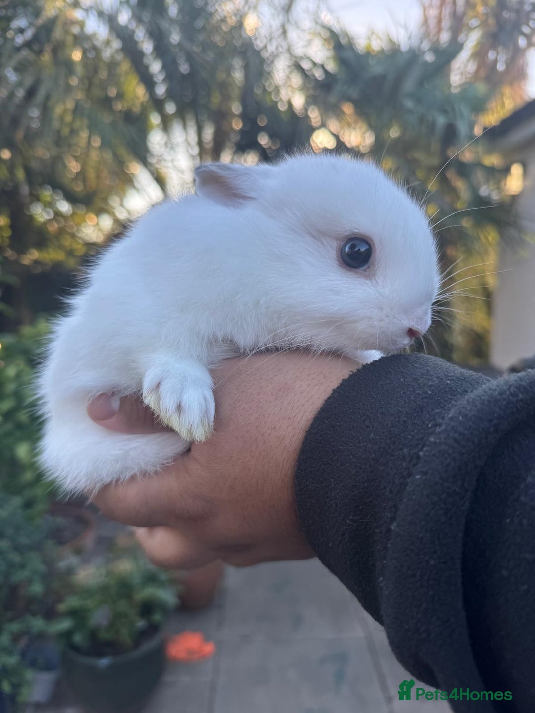 Netherland Dwarf rabbits for sale: 4 cute baby netherland dwarf bunnies, ready to go - Advert 3