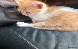 Mixed Breed cats for sale: beautiful kittens looking for loving forever homes - Image 3