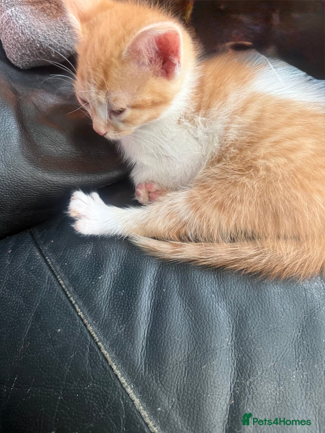 Mixed Breed cats for sale: beautiful kittens looking for loving forever homes - Image 3