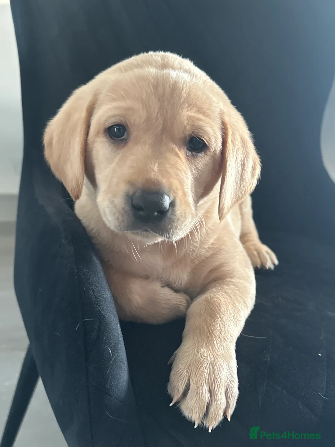 Labrador Retriever dogs for sale: Beautiful Labrador puppies  - Advert 4