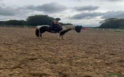 Irish Cob horses for sale: 14hh 6 year old gelding cob - Image 11