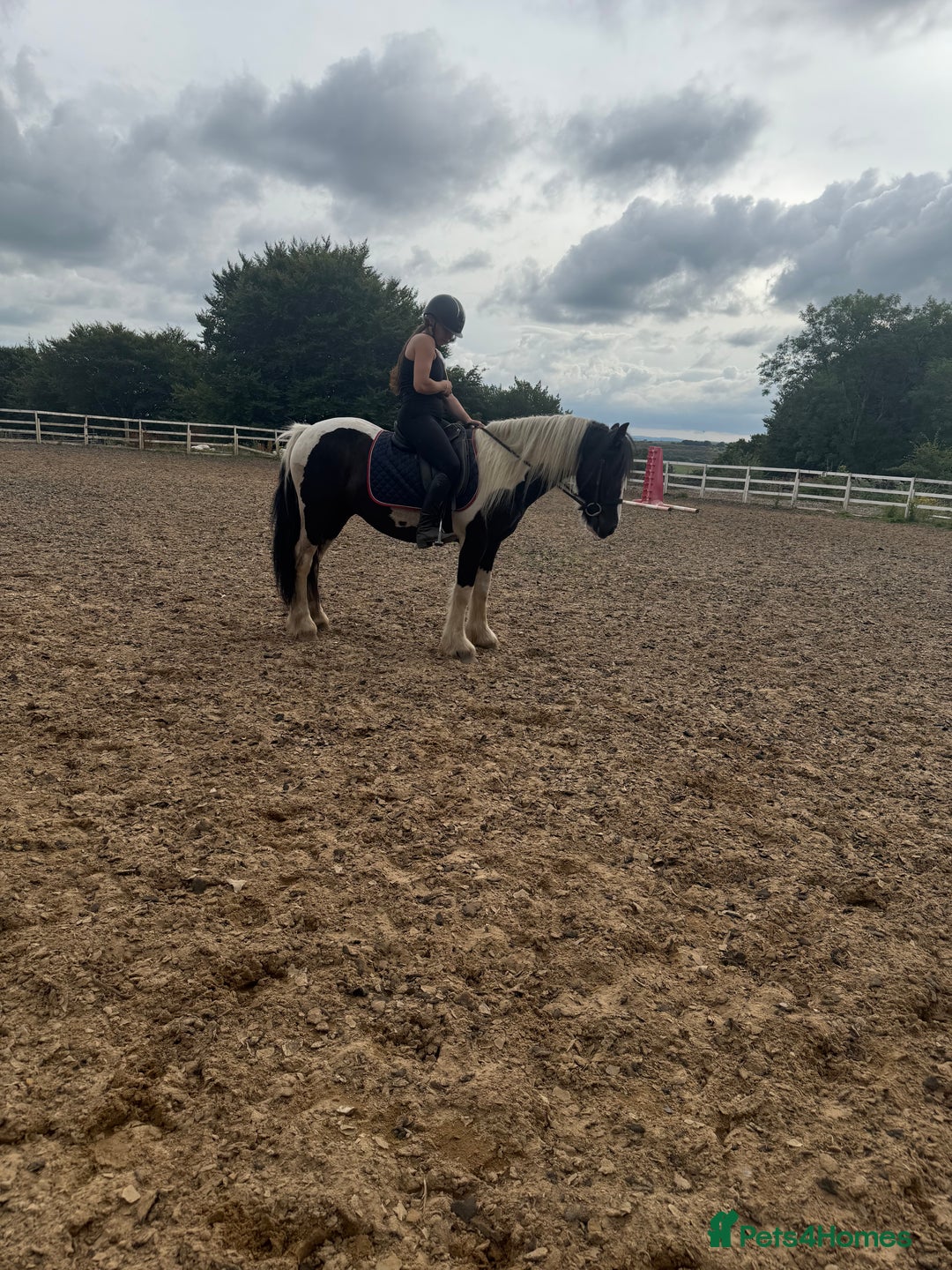 Irish Cob horses for sale: 14hh 6 year old gelding cob - Image 11
