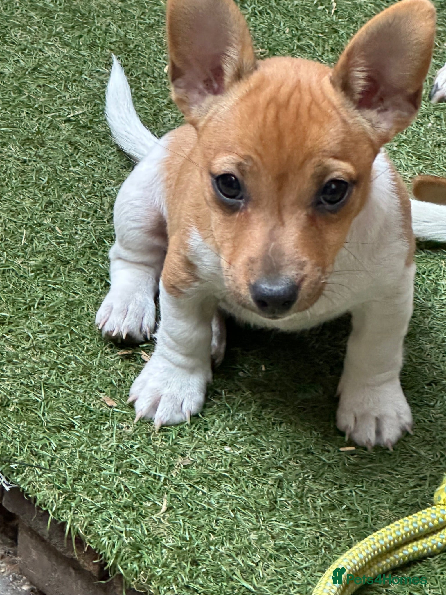 Jack Russell dogs Jack Russell girl  - Advert 9