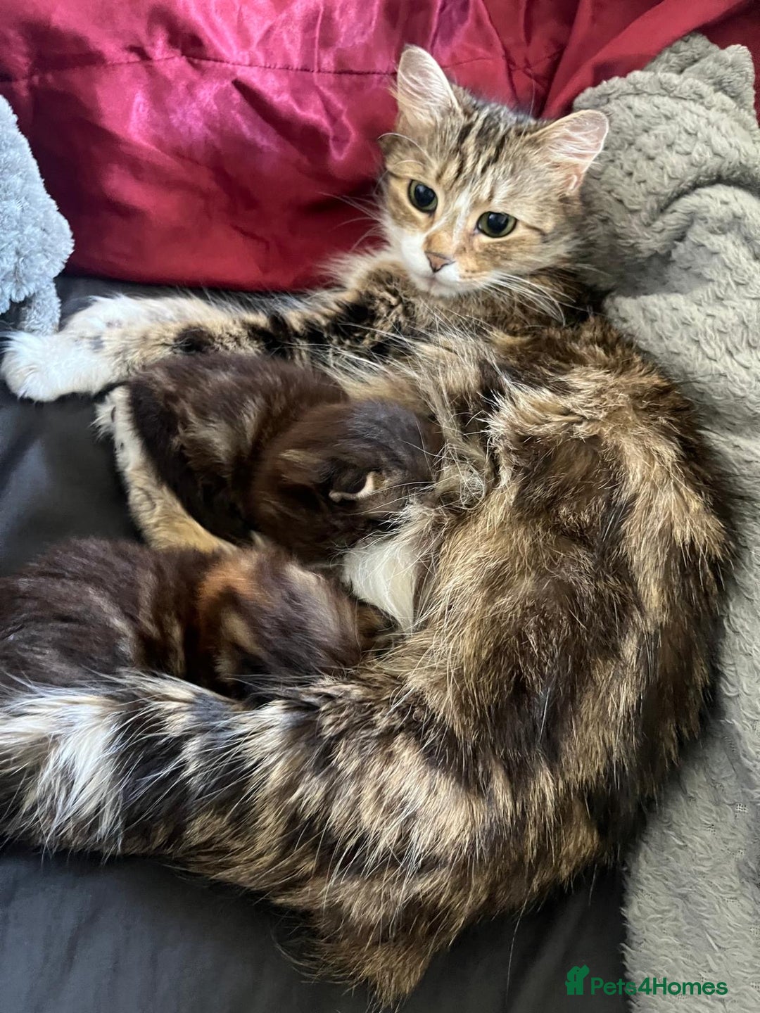Mixed Breed cats for sale: Pretty Part Maine Coon kittens  - Image 5