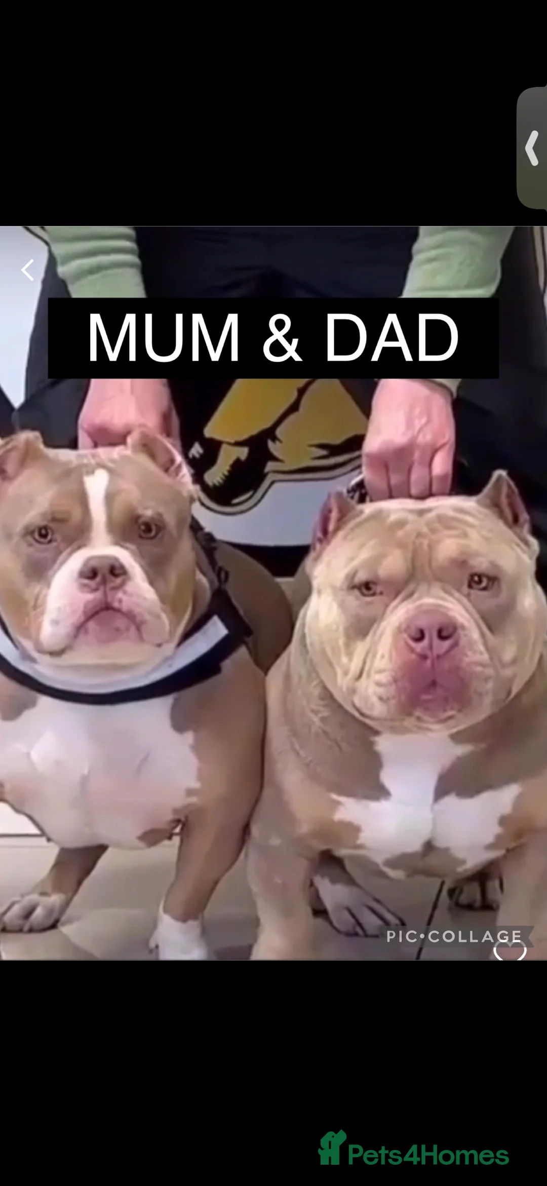 American Bully dogs for sale: Mysti – Loving 3-Year-Old American Pocket Bully - Advert 5