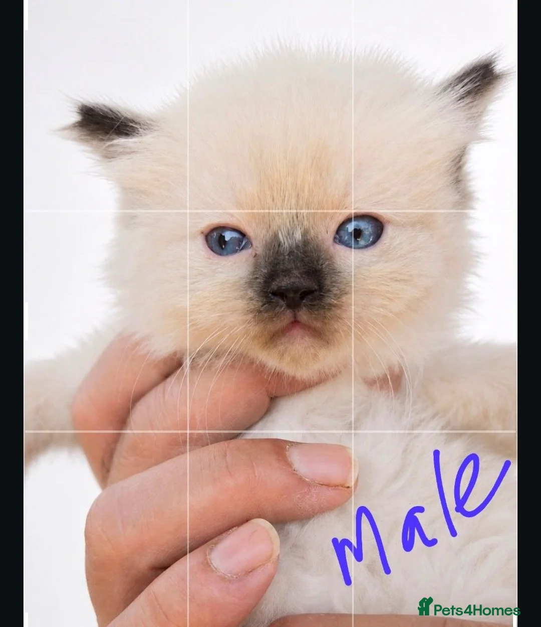 Ragdoll cats for sale: PURE RAGDOLL KITTENS AVAILABLE !!! - Advert 7