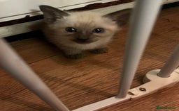 Siamese cats for sale: Beautiful Siamese Kittens 1 girl & 2 boys - Image 7