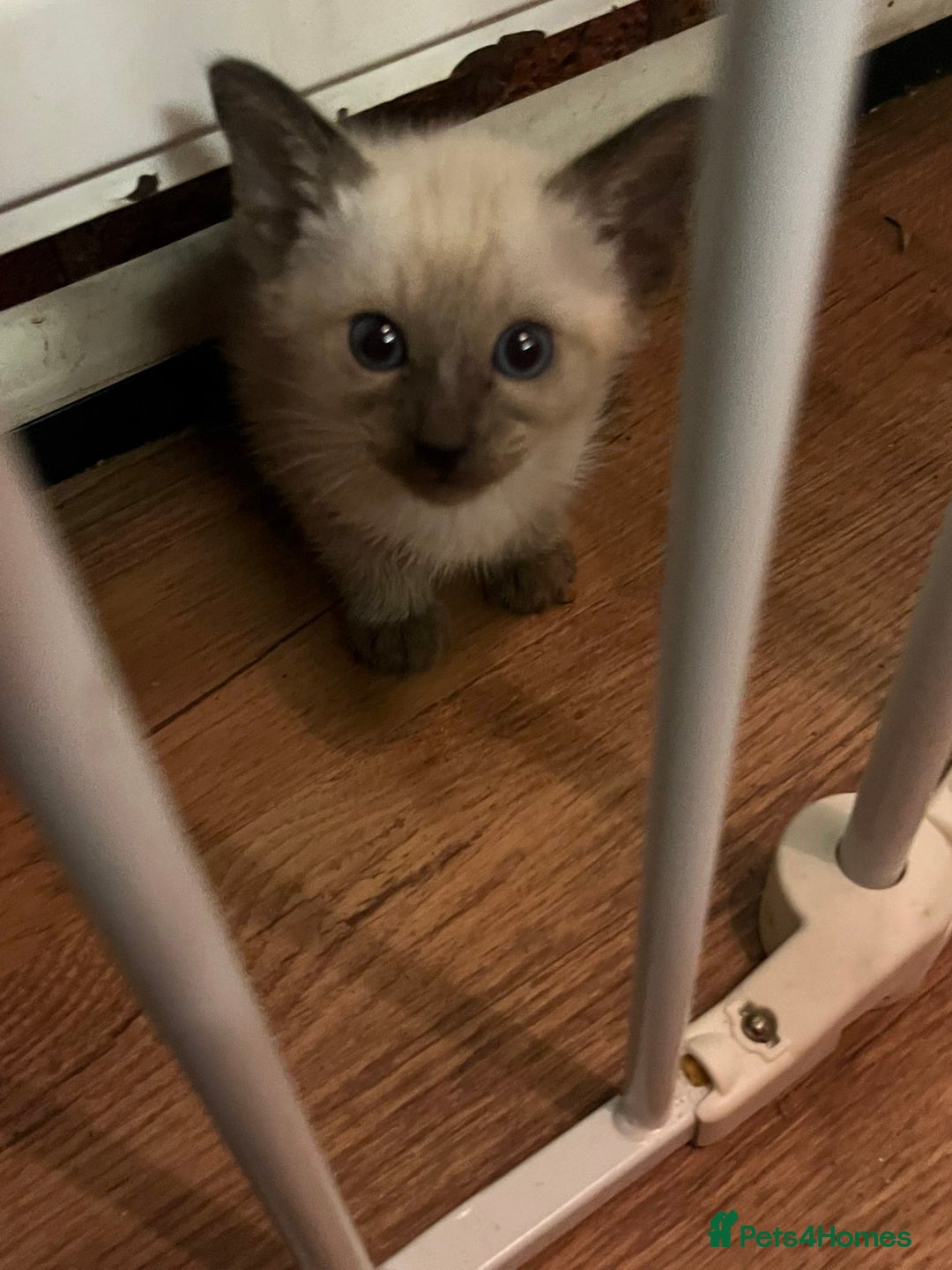 Siamese cats for sale: Beautiful Siamese Kittens 1 girl & 2 boys - Image 7