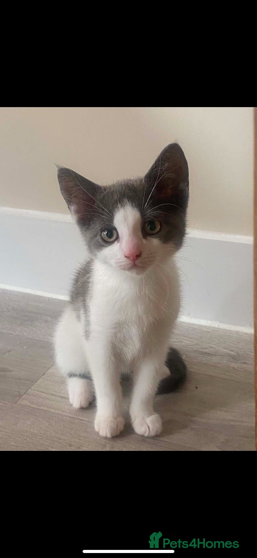 Norwegian Forest Cat cats Beautiful Norwegian forest kittens 🩵🩵 - Advert 4