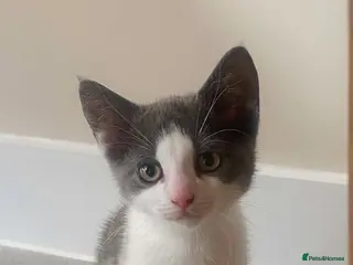 Norwegian Forest Cat cats Beautiful Norwegian forest kittens 🩵🩵 - Advert 2