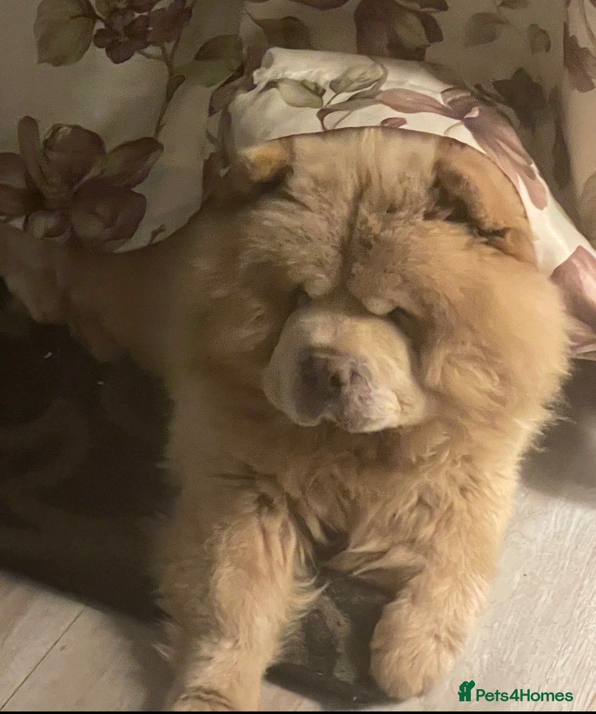 Chow Chow dogs Re-homing Ares - Advert 6