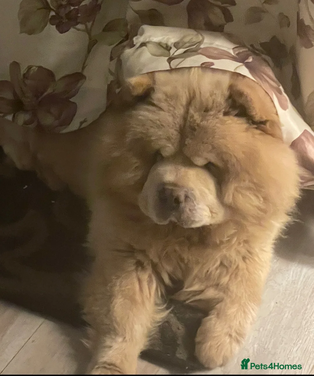 Chow Chow dogs for sale: Re-homing Ares in London - Advert 1