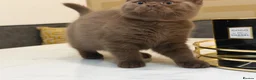 British Shorthair cats for sale: *REDUCED* British Shorthair Kittens in chocolate  - Advert 10
