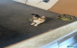 British Shorthair cats for sale: British short hair - Image 5