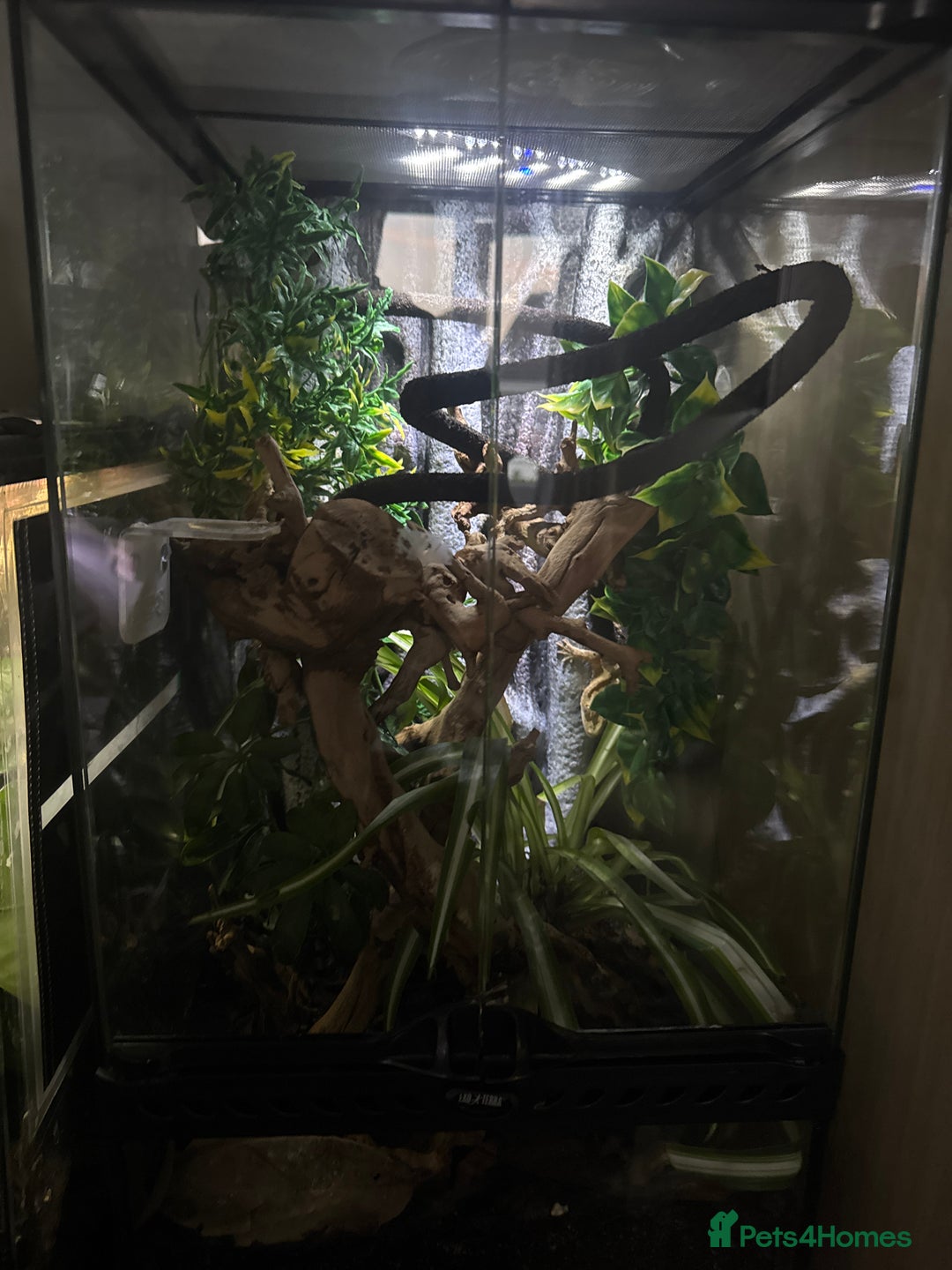Gecko reptiles for sale: Female crested gecko  - Image 2
