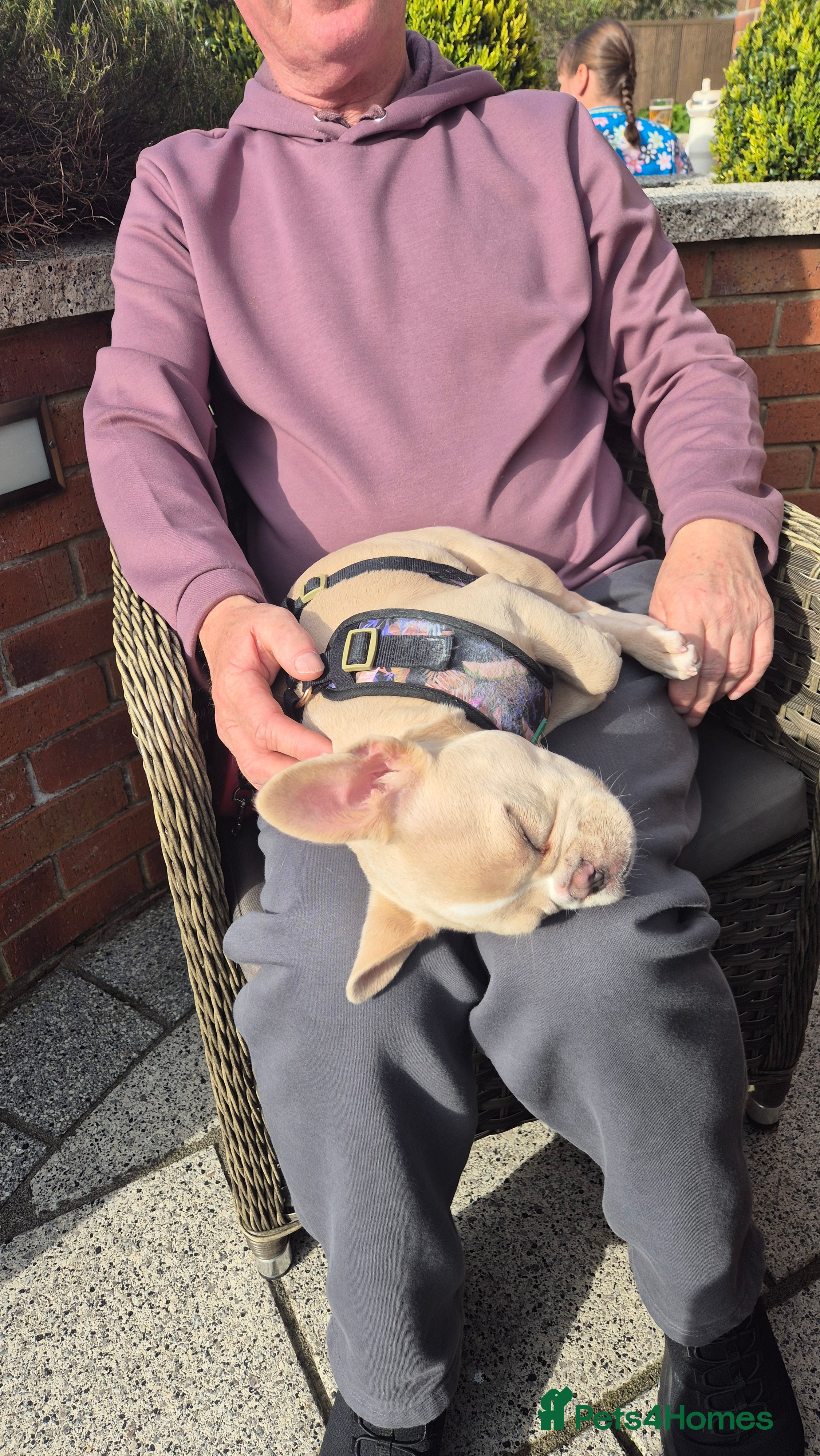 French Bulldog dogs for sale: FRENCH BULLDOG PUPPY - Advert 5