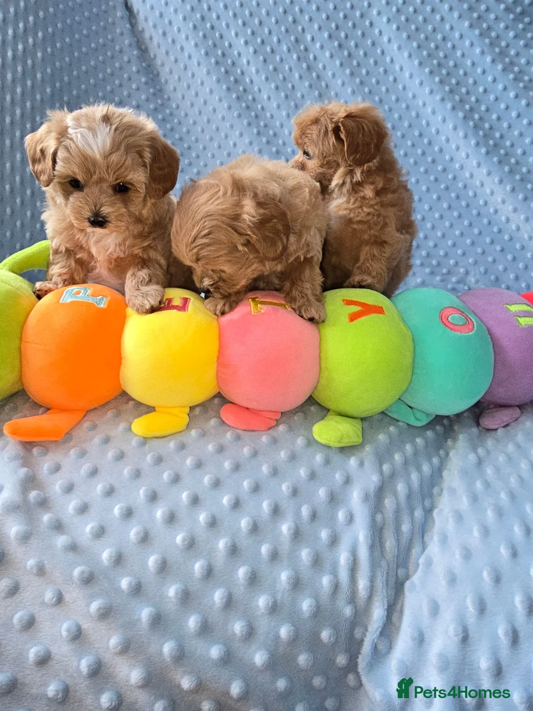 Maltipoo dogs for sale:  Beautiful  maltipoo  - Advert 2
