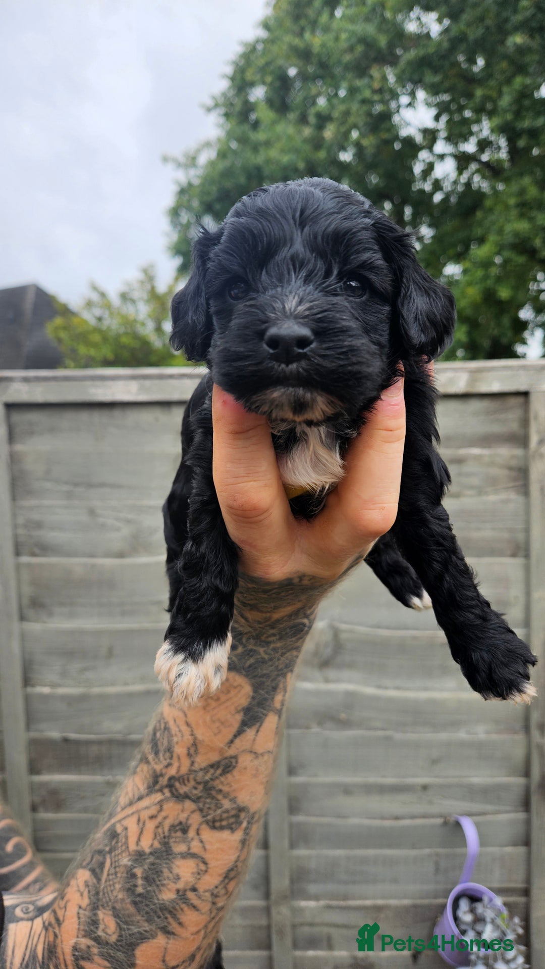 Cockapoo dogs for sale: Cockerpoo puppy last girl left  - Image 13
