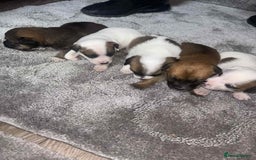 Mixed Breed dogs for sale: Chihuahua and Jack Russell mix puppies - Image 7