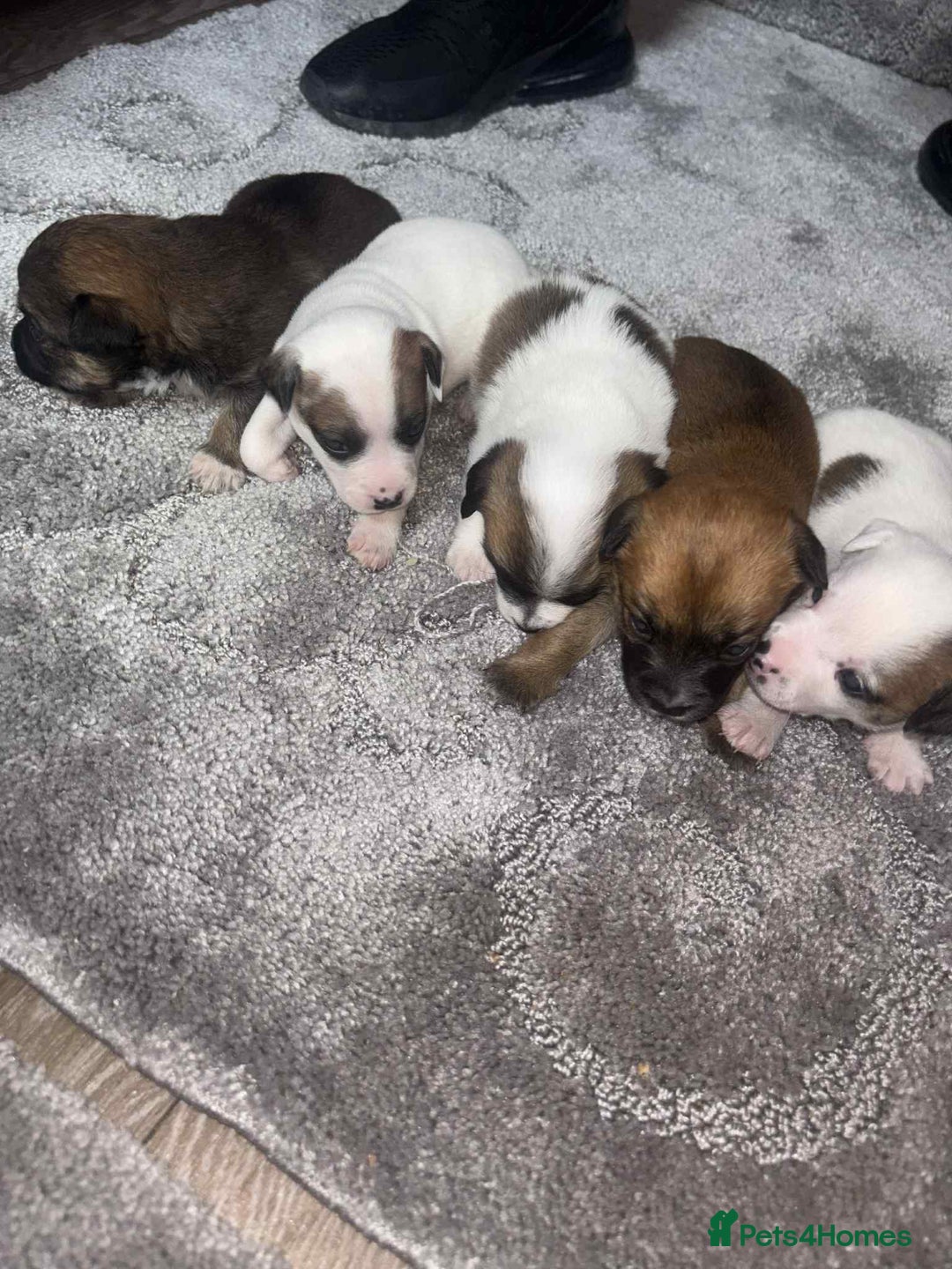 Mixed Breed dogs for sale: Chihuahua and Jack Russell mix puppies - Image 7