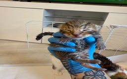 Domestic Shorthair cats for sale: 6 beautiful kittens available November - Image 7