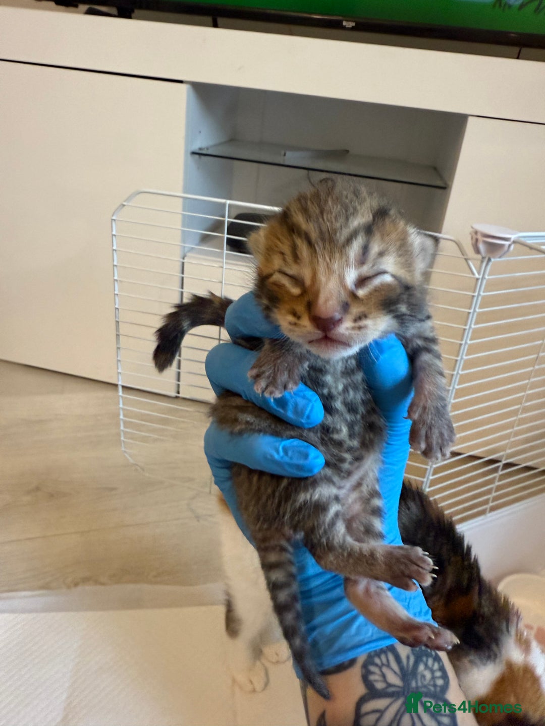 Domestic Shorthair cats for sale: 6 beautiful kittens available November - Image 7