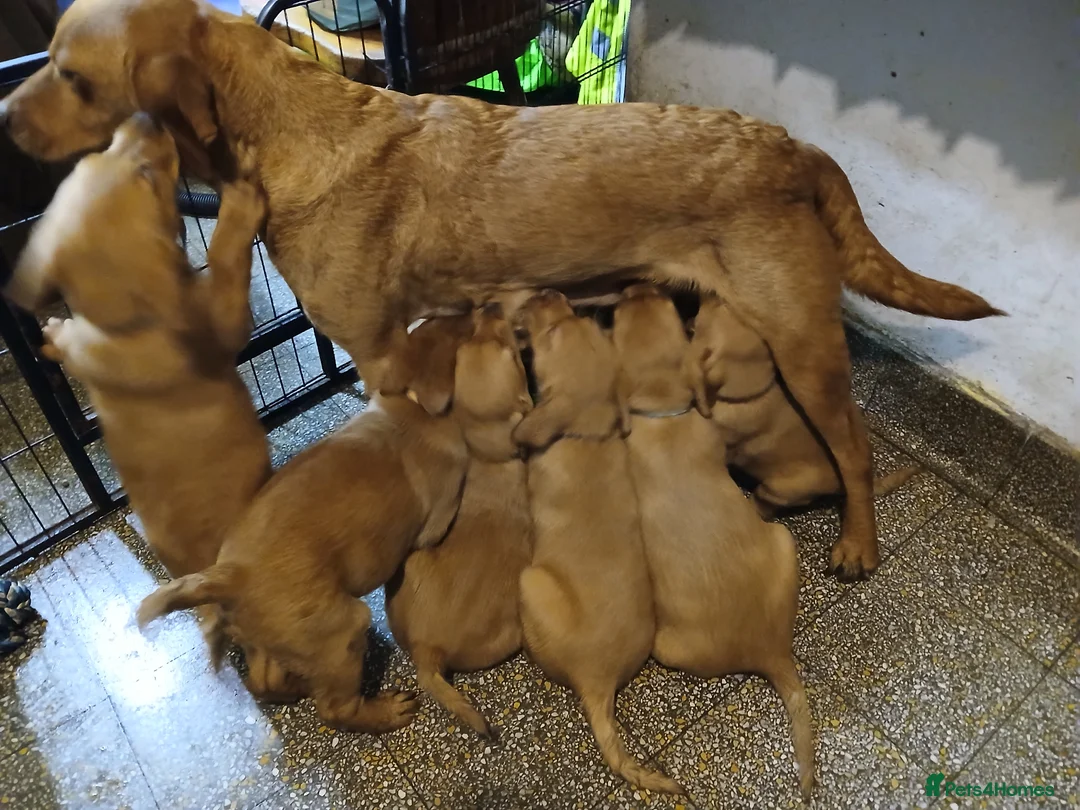 Labrador Retriever dogs for sale: Fox red labrador puppies - Advert 30