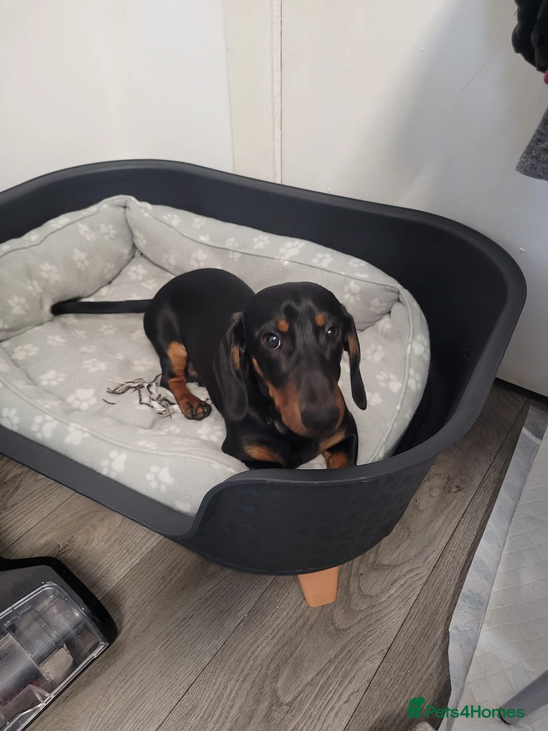 Dachshund dogs for sale: Dachshund Male - Advert 1