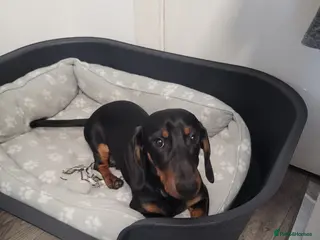 Dachshund dogs Dachshund Male - Advert 3