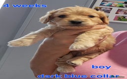 Cavapoochon dogs for sale: Litter of cavapoochons - Image 7