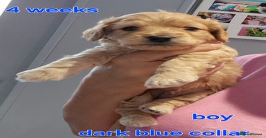 Cavapoochon dogs - Advert 16
