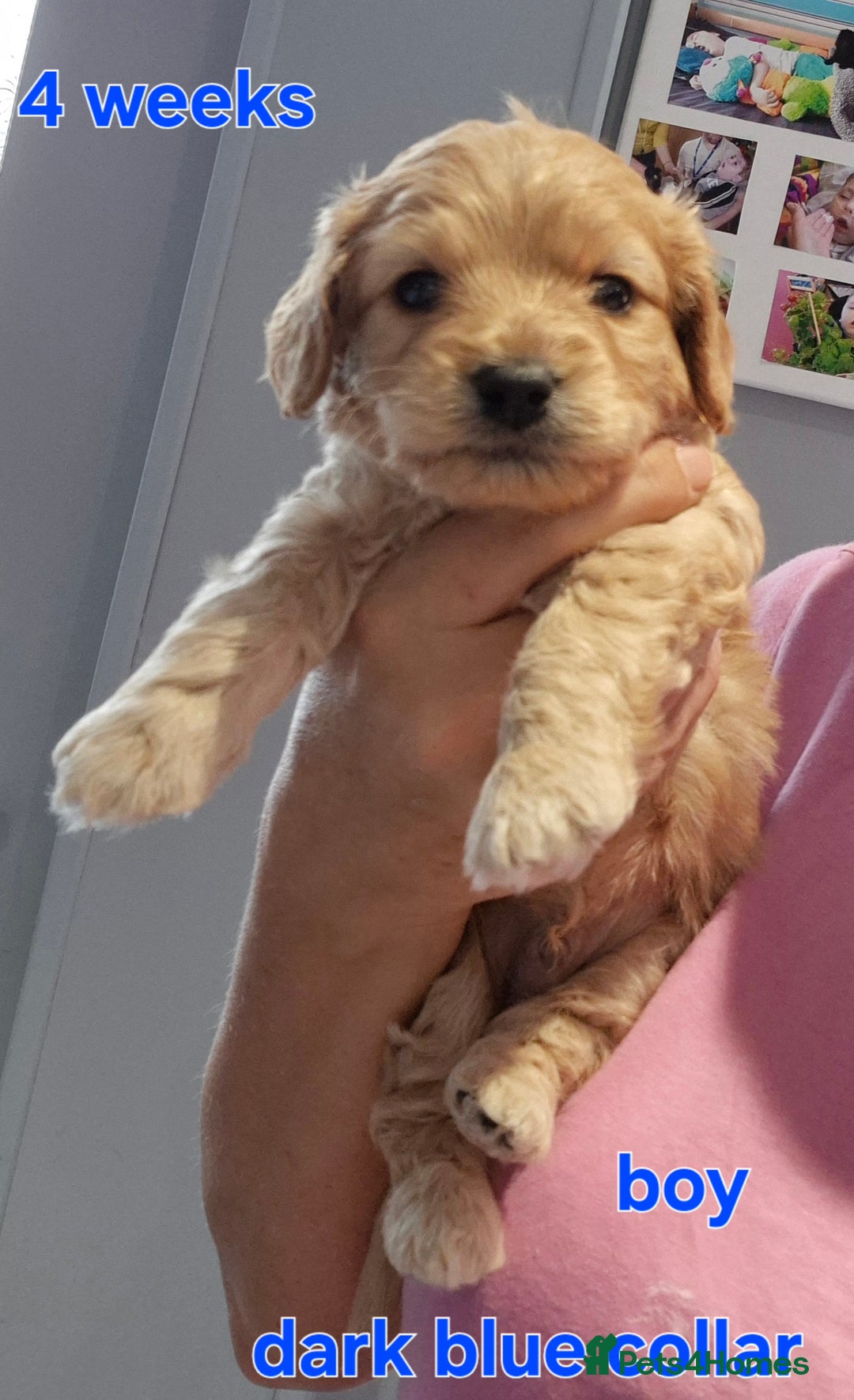 Cavapoochon dogs for sale: Litter of cavapoochons - Image 7