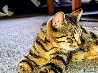 Bengal cats Cat female bengal cross - Advert 11