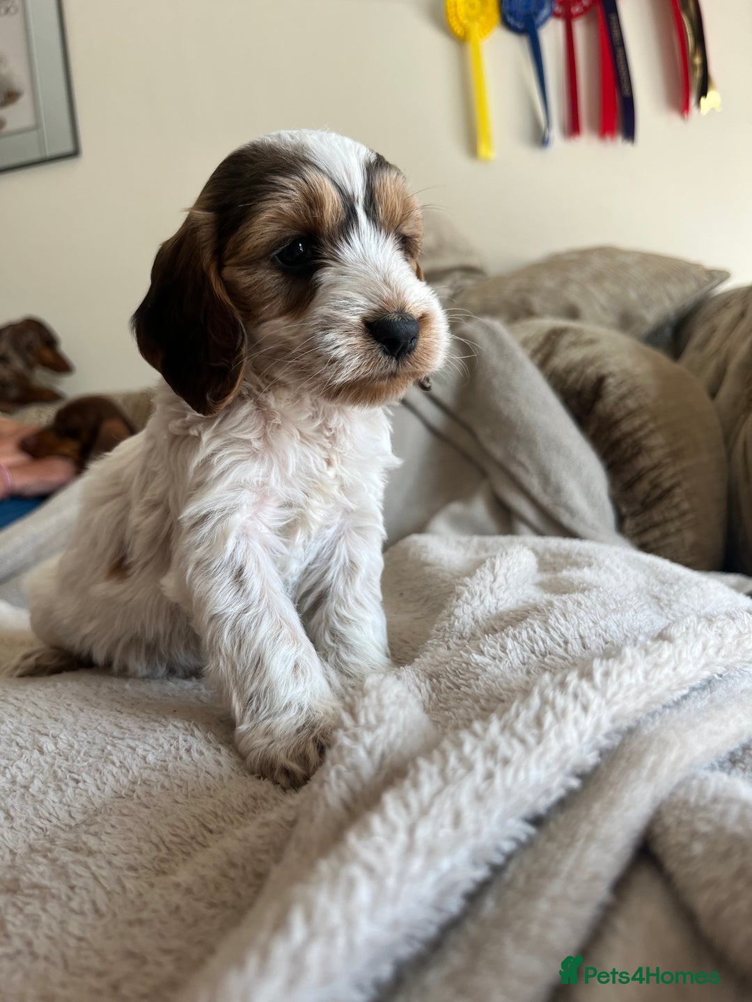 Cockapoo dogs for sale: Cockapoo Puppies looking for their forever home! - Image 4