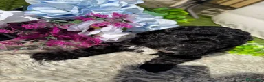 Cavapoo 2