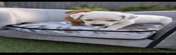 Jack Russell dogs for sale: Jack russell puppy  - Advert 29