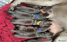 Labrador Retriever dogs for sale: KC SILVER/CHOCOLATE PEDIGREE LABRADOR PUPIES - Image 4