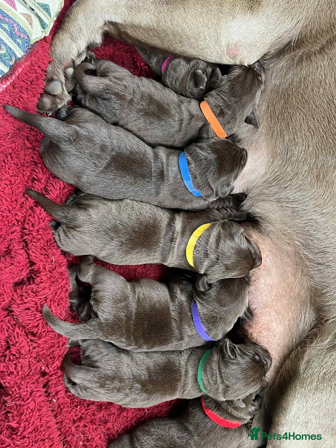 Labrador Retriever dogs for sale: KC SILVER/CHOCOLATE PEDIGREE LABRADOR PUPIES - Image 4