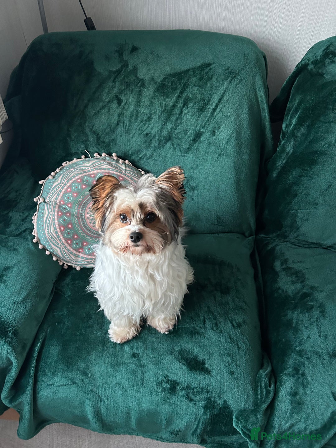 Biewer Terrier dogs for sale: Biewer terrier looking for a new home  - Image 1