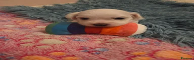 Bichon Frise 2