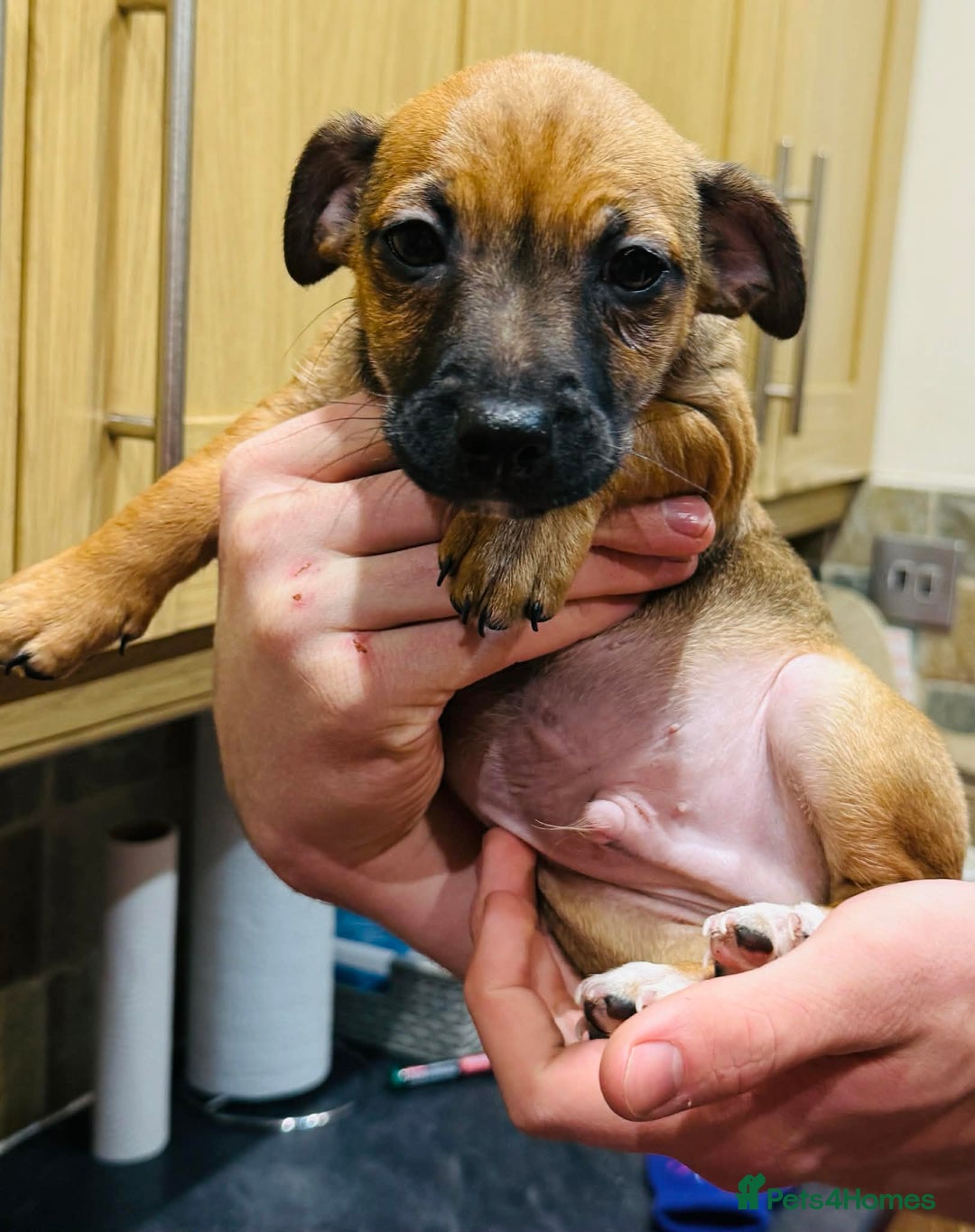 Jack Russell dogs for sale: Baby Jack Russell pups adorable  - Advert 5