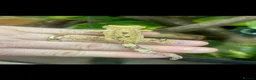 Gecko reptiles for sale: Ink spot/blotch super dalmation crested gecko - Advert 2